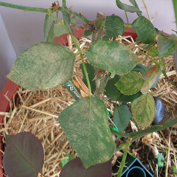 Searles Control Two Spotted Mite Treatment Searles control two spotted mite treatment